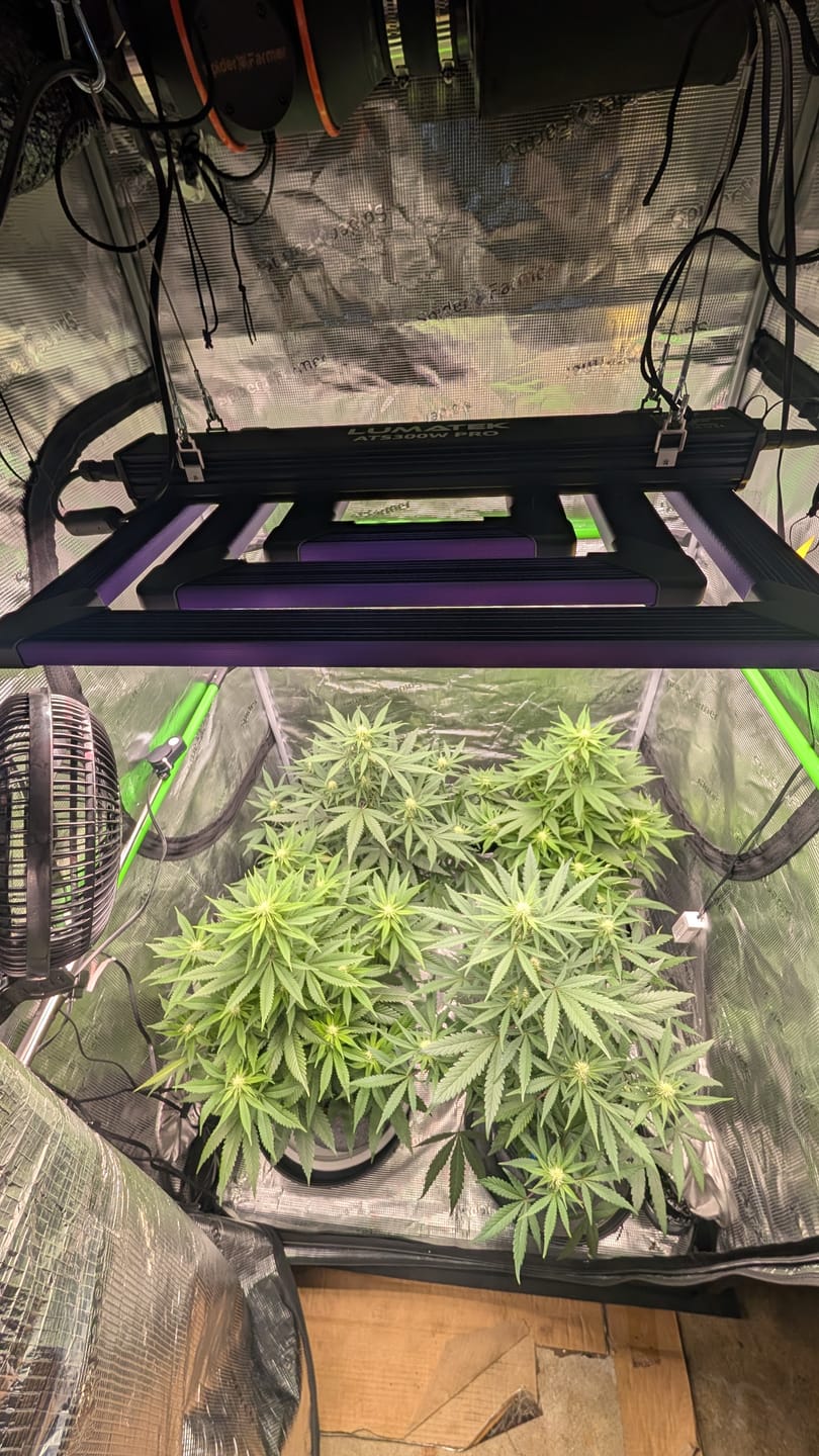 Customer photo review of Hanfstecklinge | Amnesia Lemon