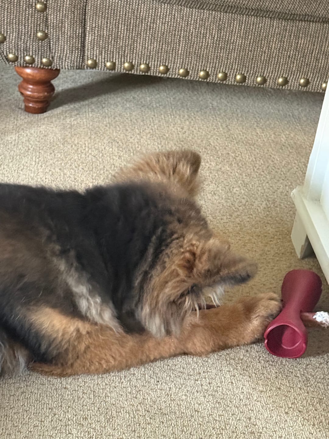 Customer photo review of Bully Stick Safety Holder