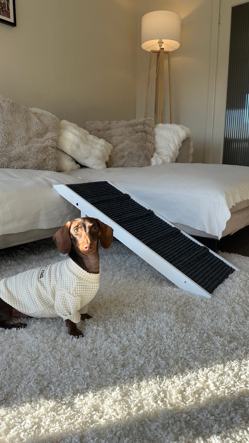 Customer photo review of Pawz Dog Ramp For Bed Sofa