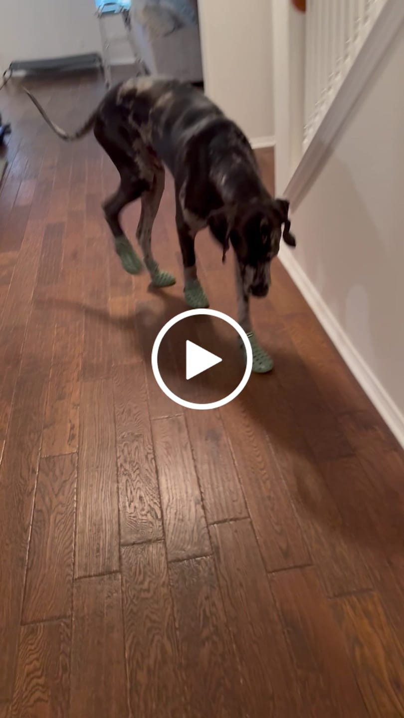 Customer video review of WagWellies® Mojave