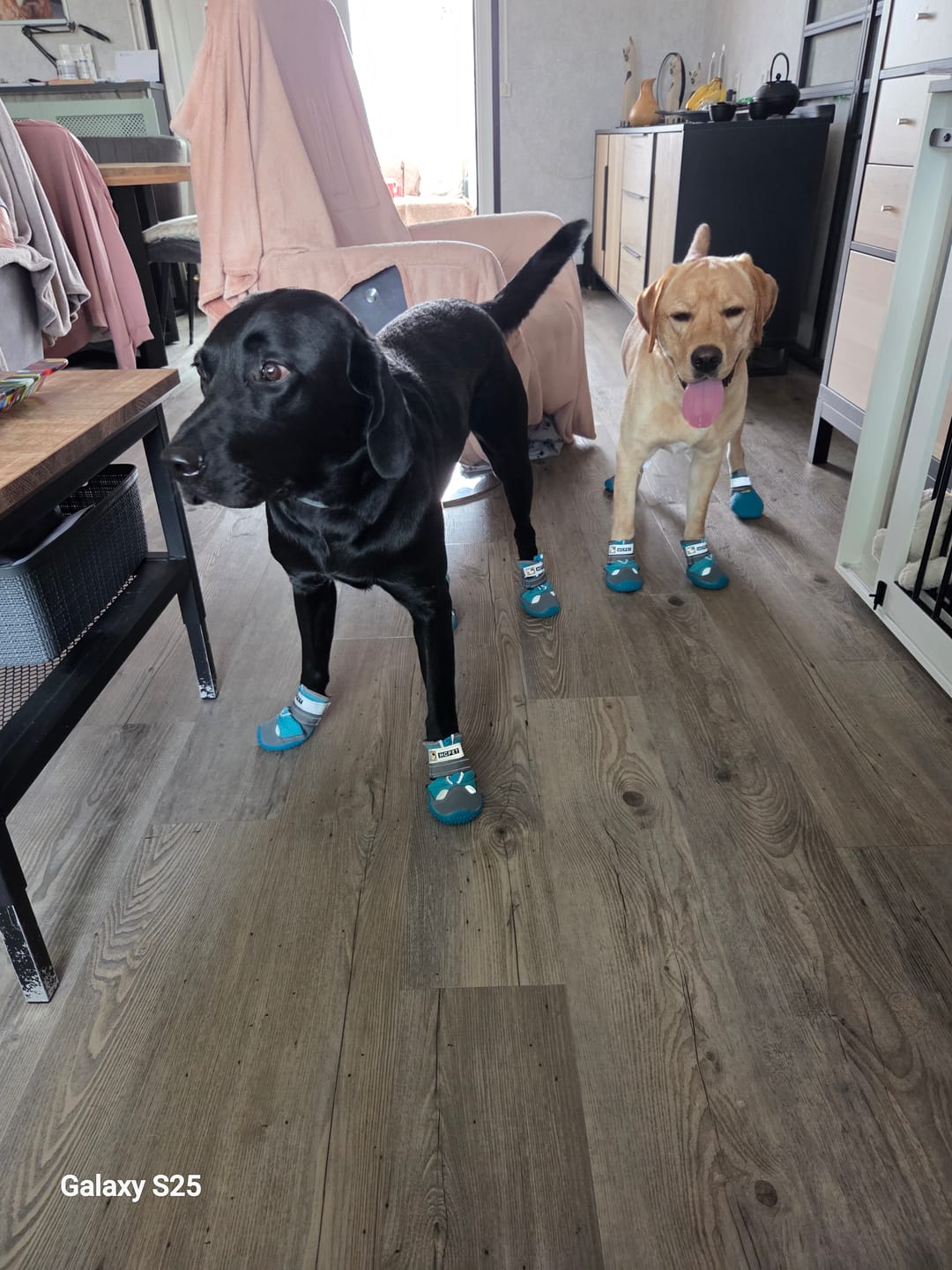 Customer photo review of TrailPaws - Beschermende Antislip Hondenschoenen