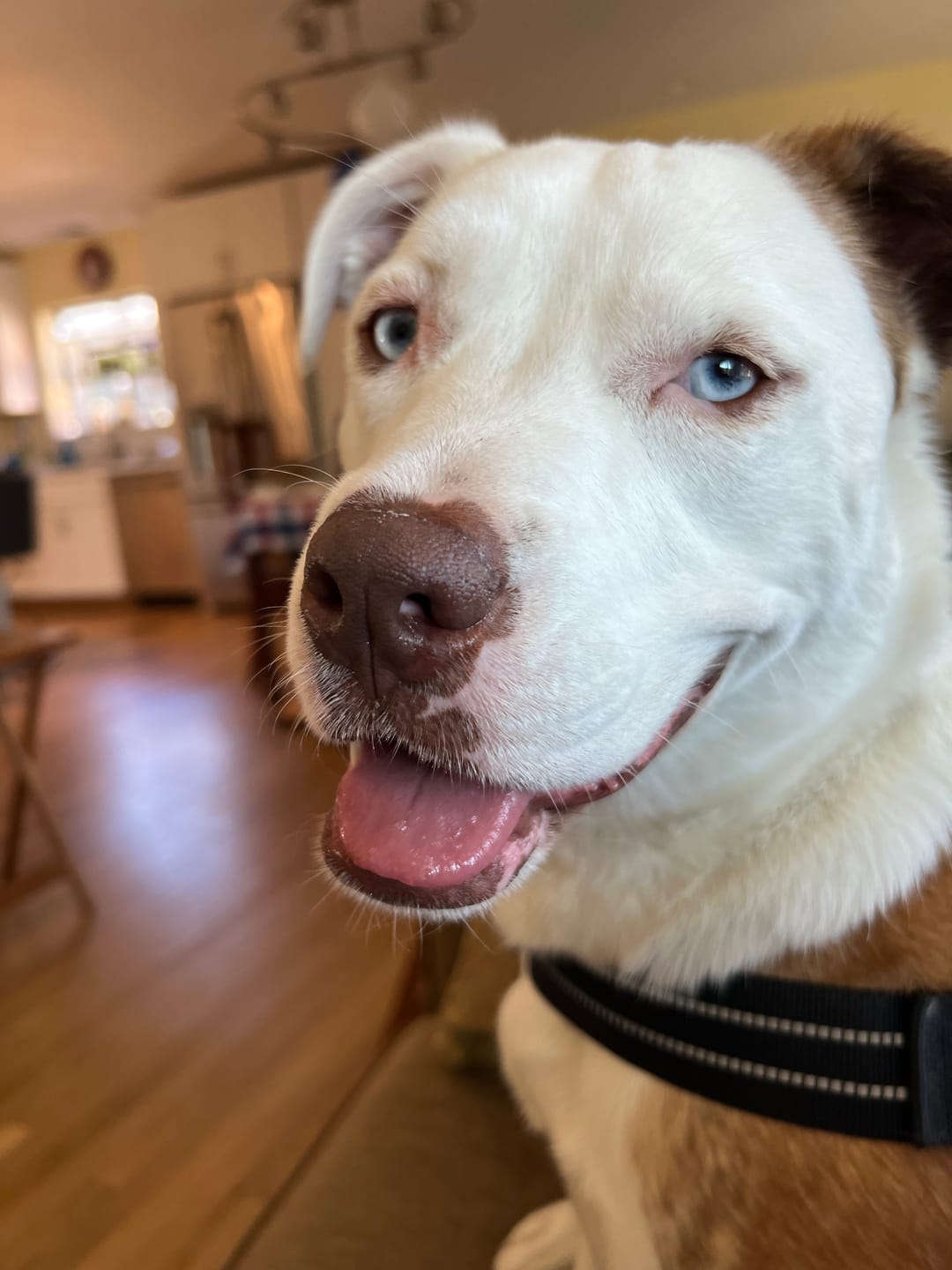 Customer photo review of Bark-Less Bites