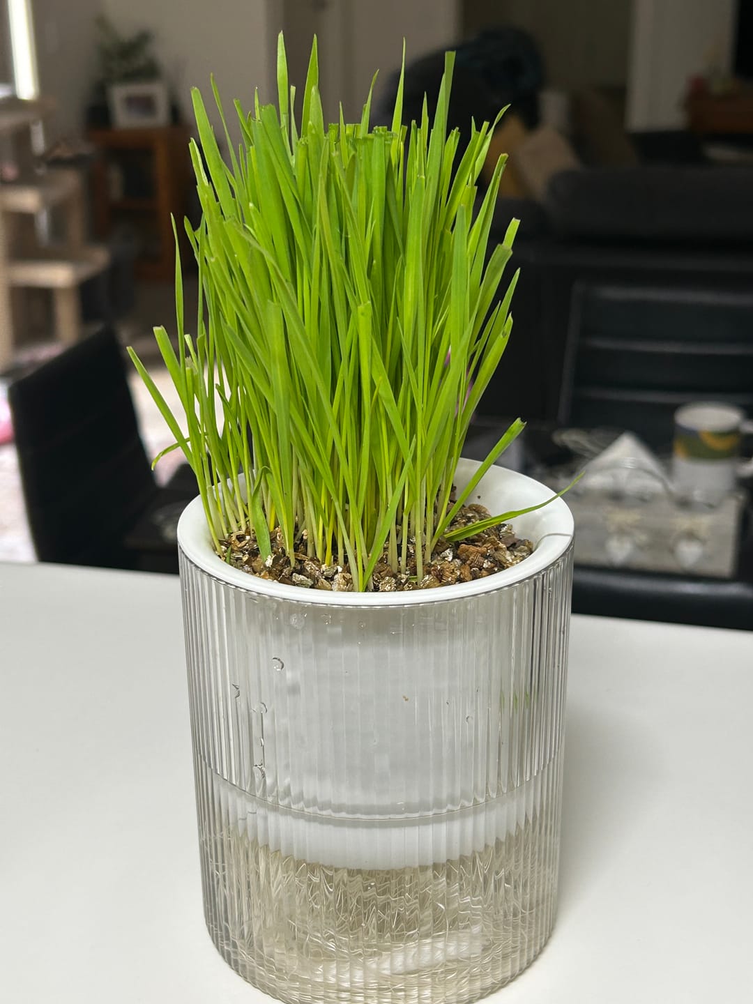 Customer photo review of MICHU All-in-One Soil-Free Cat Grass Grow Kit with Australian Seed and Mulch, Made in Australia