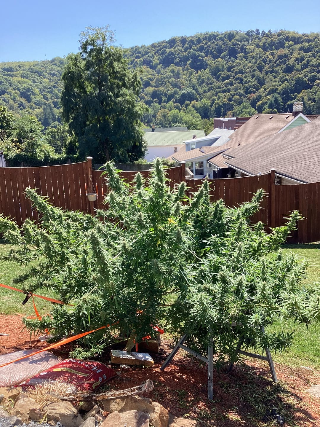 Customer photo review of Green Crack - 28 Grams - Sativa