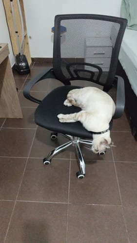 Customer photo review of Collar PVC Lavable Abrefácil (Gato)