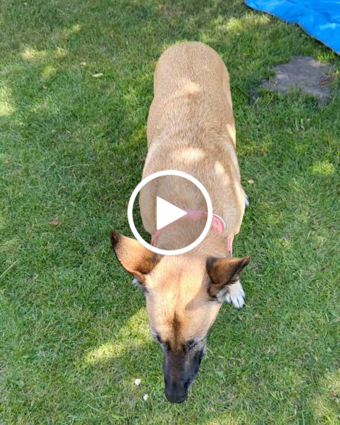 Customer video review of Herzenshappen
