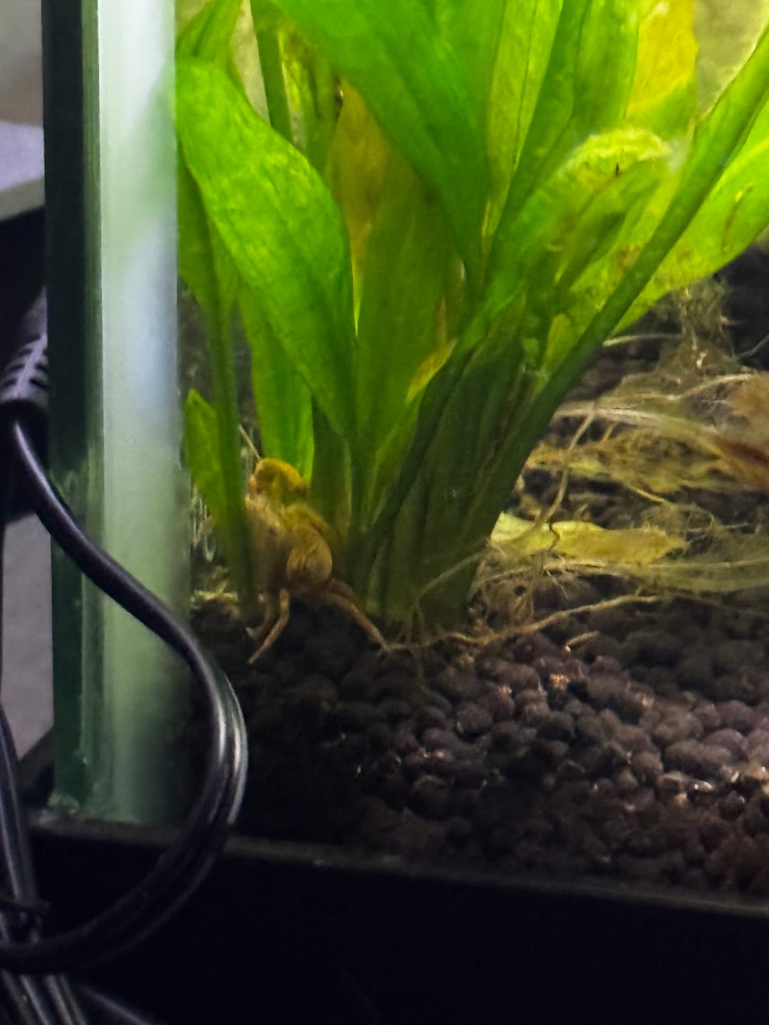 Customer photo review of Freshwater Pom Pom Crab (Ptychognathus barbatus)