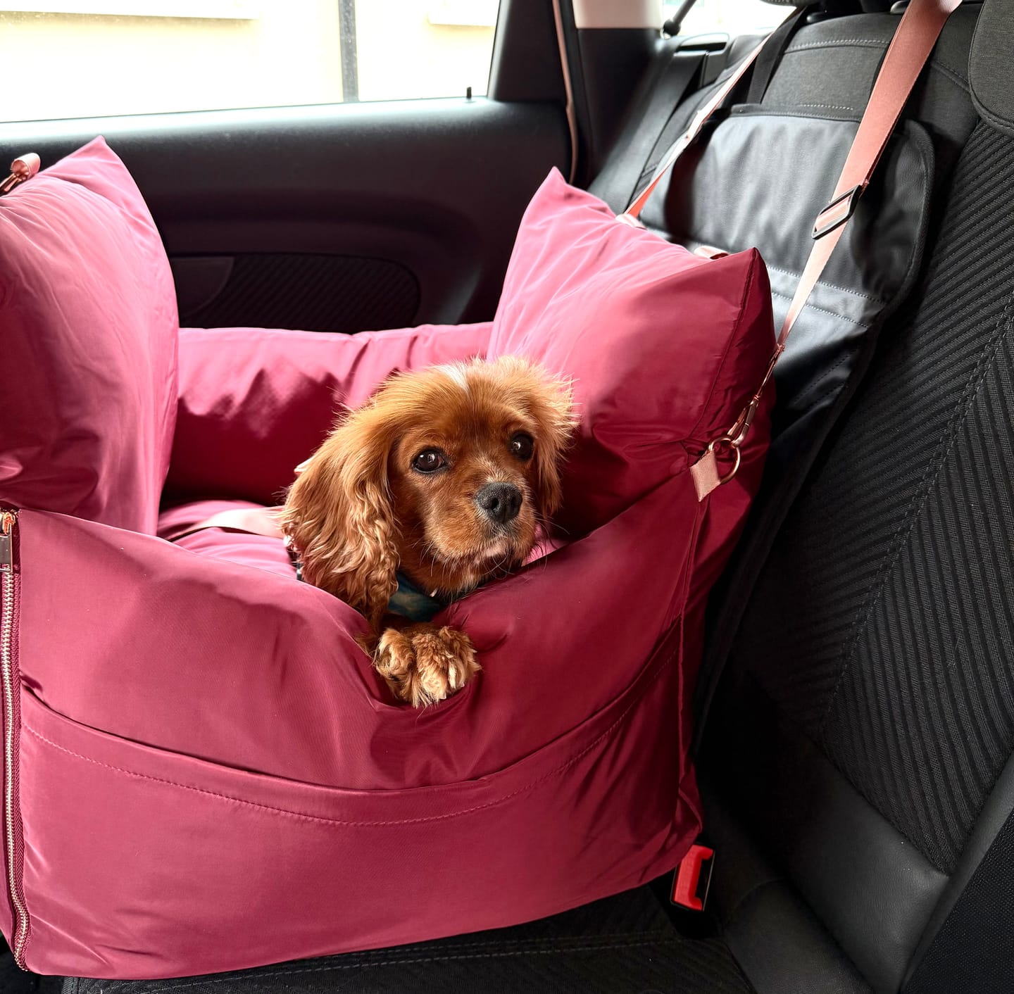 Customer photo review of Travel Dog Pod - Rosewood