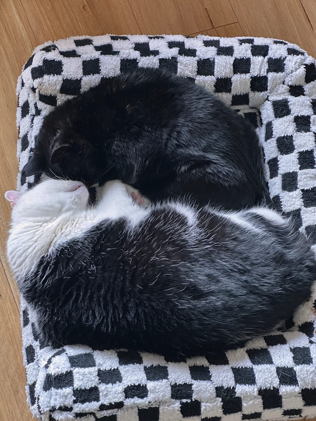 Customer photo review of Orthopedic Dog Bed Pet Mat Calming Checkered Plush Sofa Washable