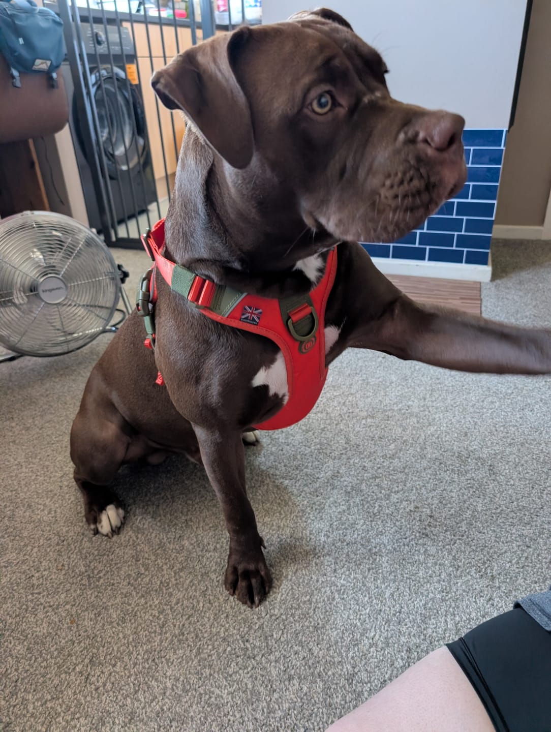 Customer photo review of Anti Pull Hurricane Harness Lighter | With Handle - Burnt Orange X Khaki