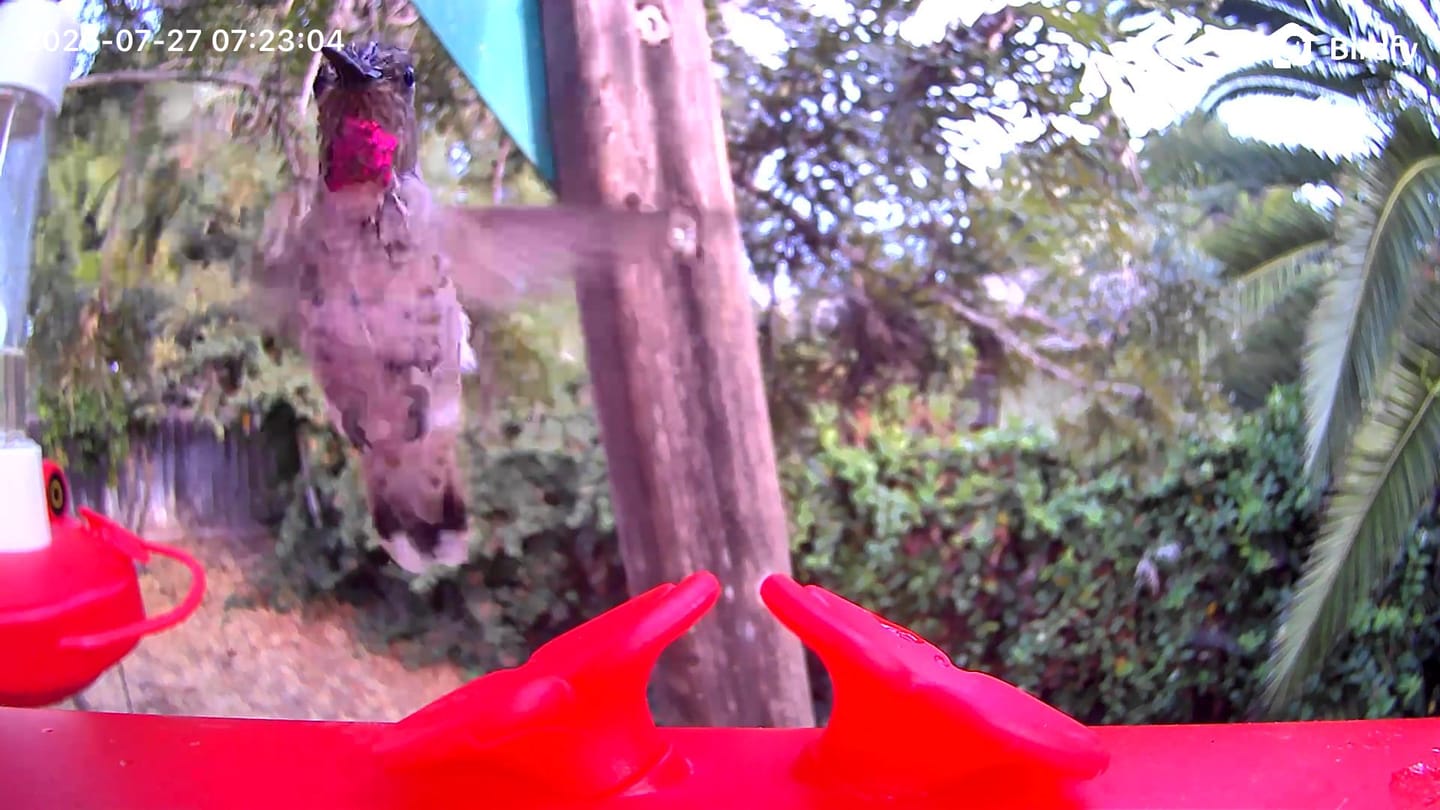 Customer photo review of Birdfy Hum Feeder - Hummingbird Feeder with Camera