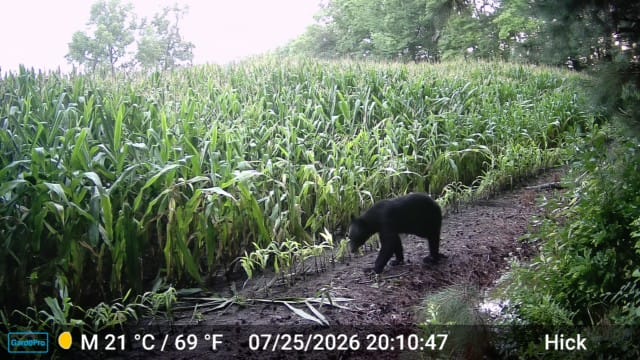 Customer photo review of GardePro X60P Live Max Cellular Trail Camera