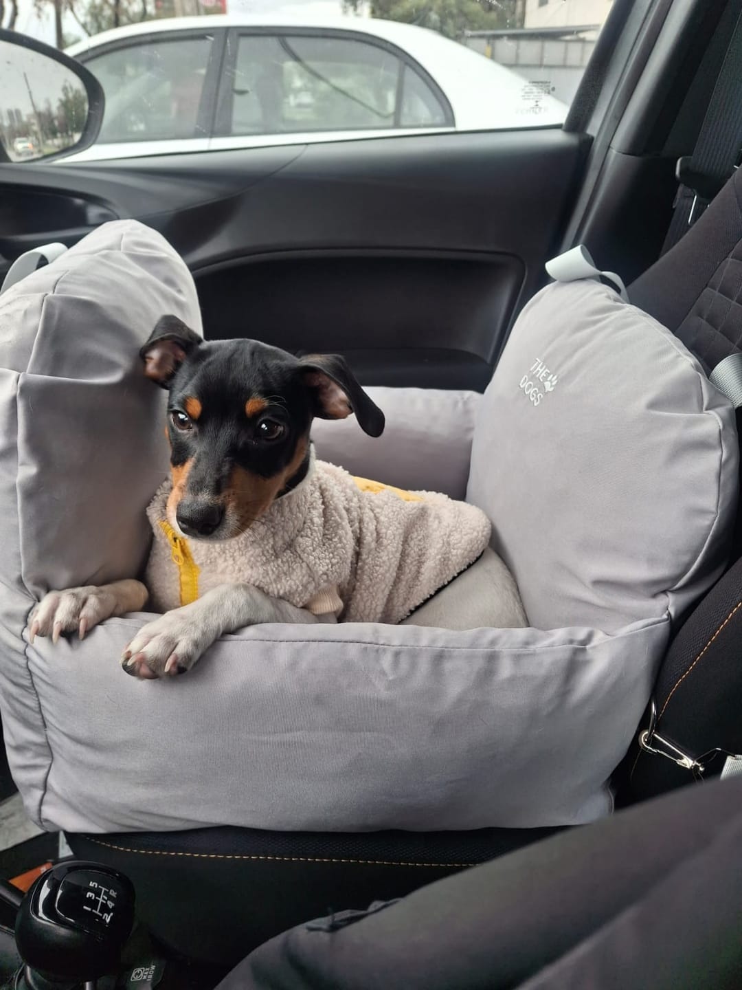 Customer photo review of Asiento Primera Clase THE DOGS — Viajes seguros y cómodos