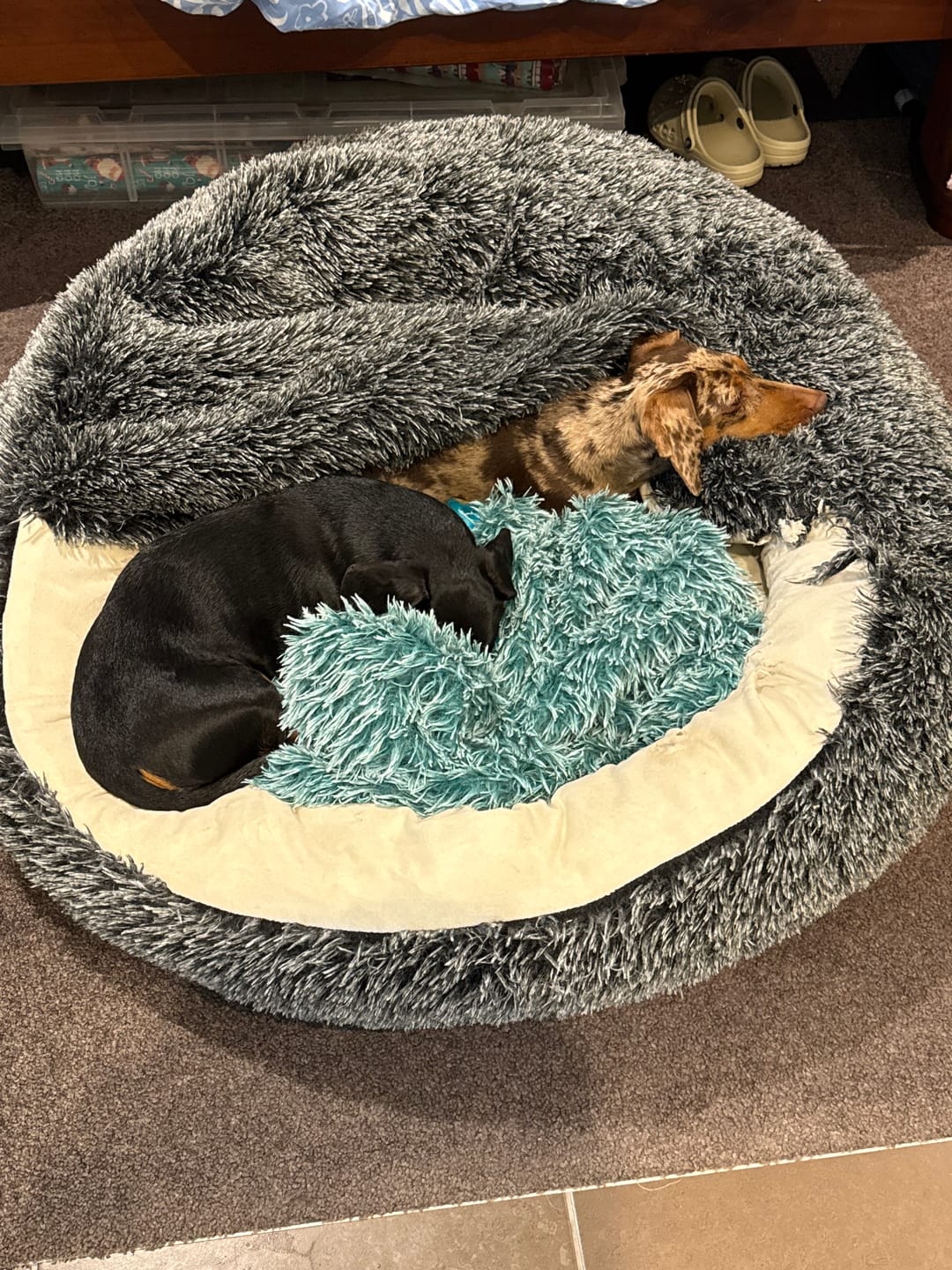 Customer photo review of Pet Cave Dog Bed - Removable Cover