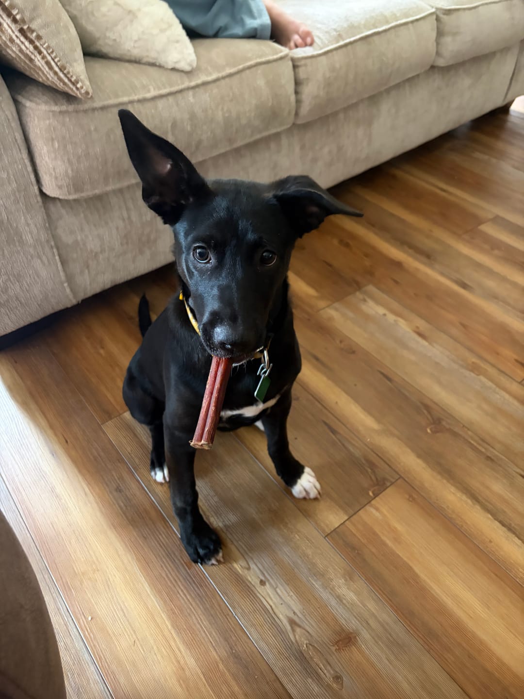 Customer photo review of 12 Inch Jumbo Bully Stick