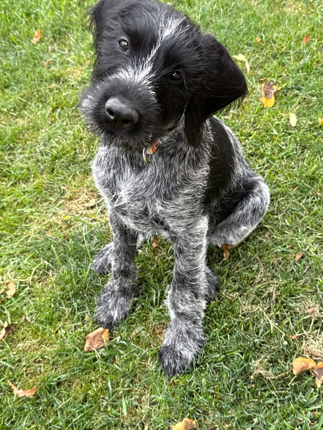 Customer photo review of Hippie Dog Collar