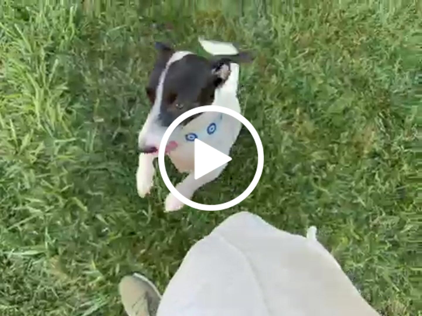 Customer video review of Blue Evil Eye Dog Collar — Adjustable Pup Protection