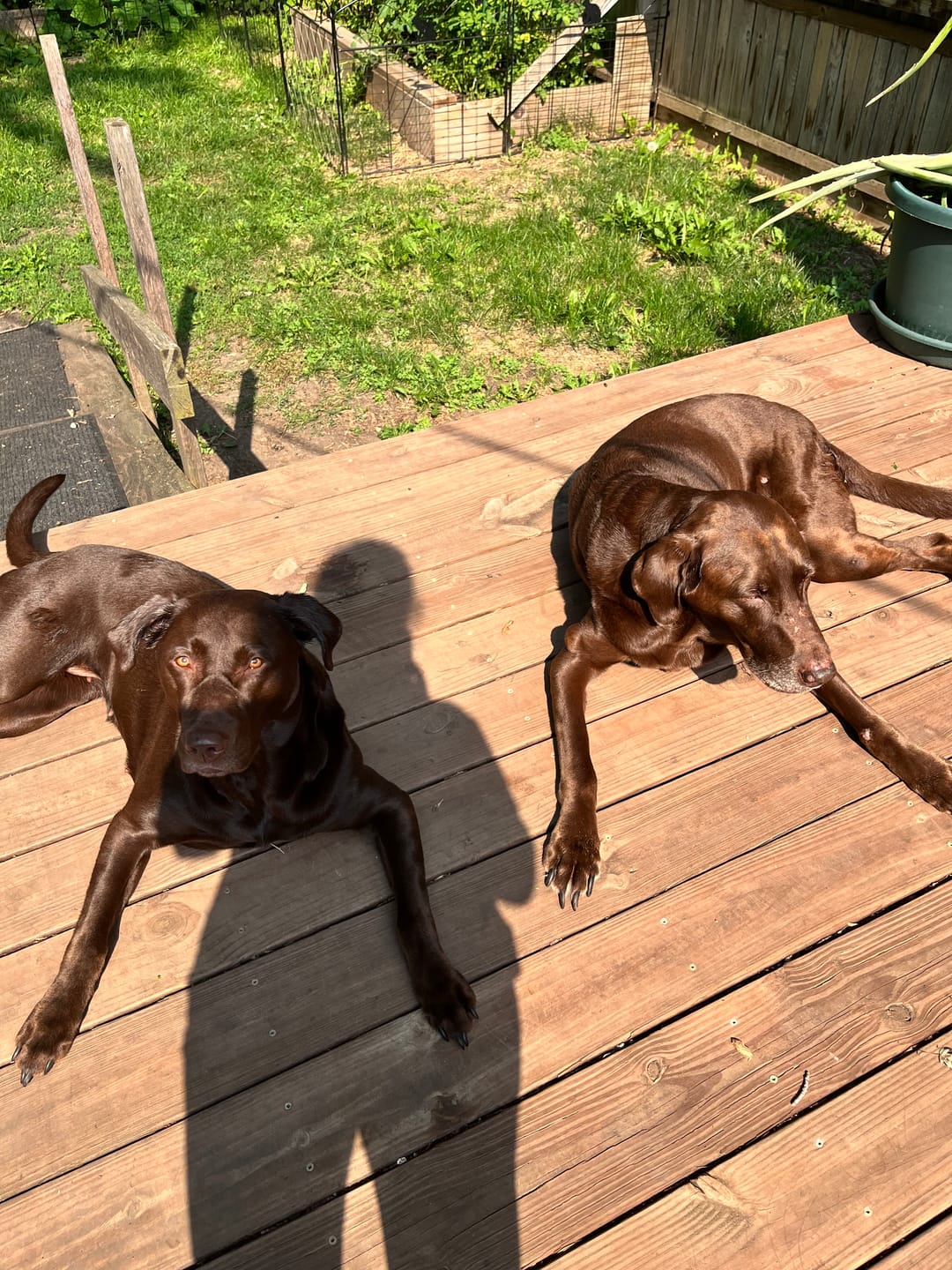 Customer photo review of K9 Immune™