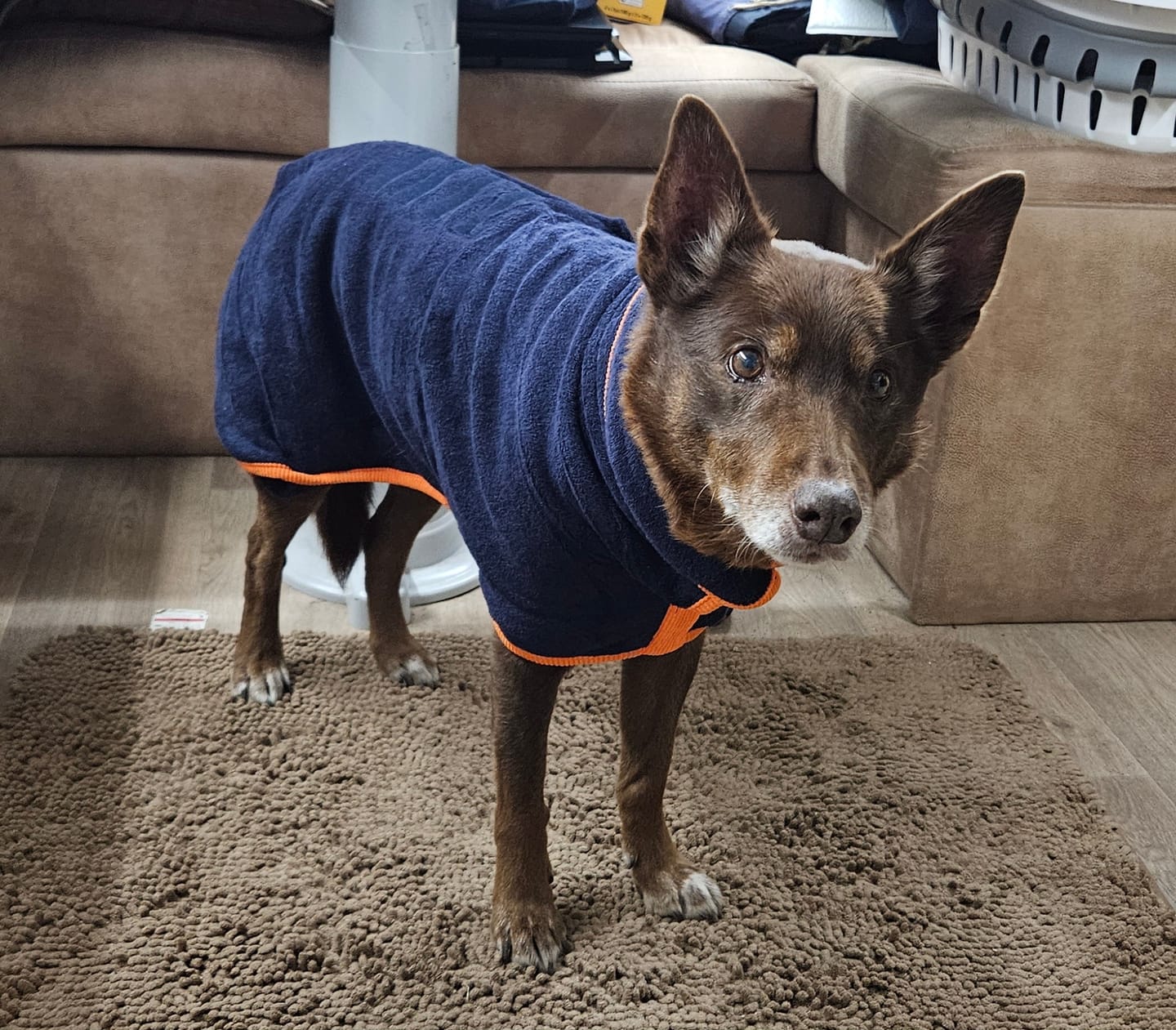 Customer photo review of The Dry & Cosy Dog Coat