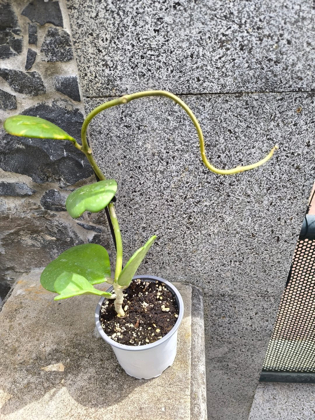 Customer photo review of Hoya Kerry - "trepadeira coração"