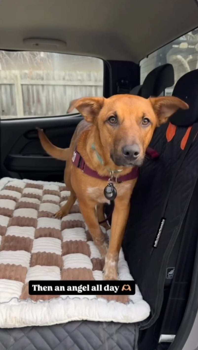 Customer photo review of Marlo&Co™ Dog Seat Cover