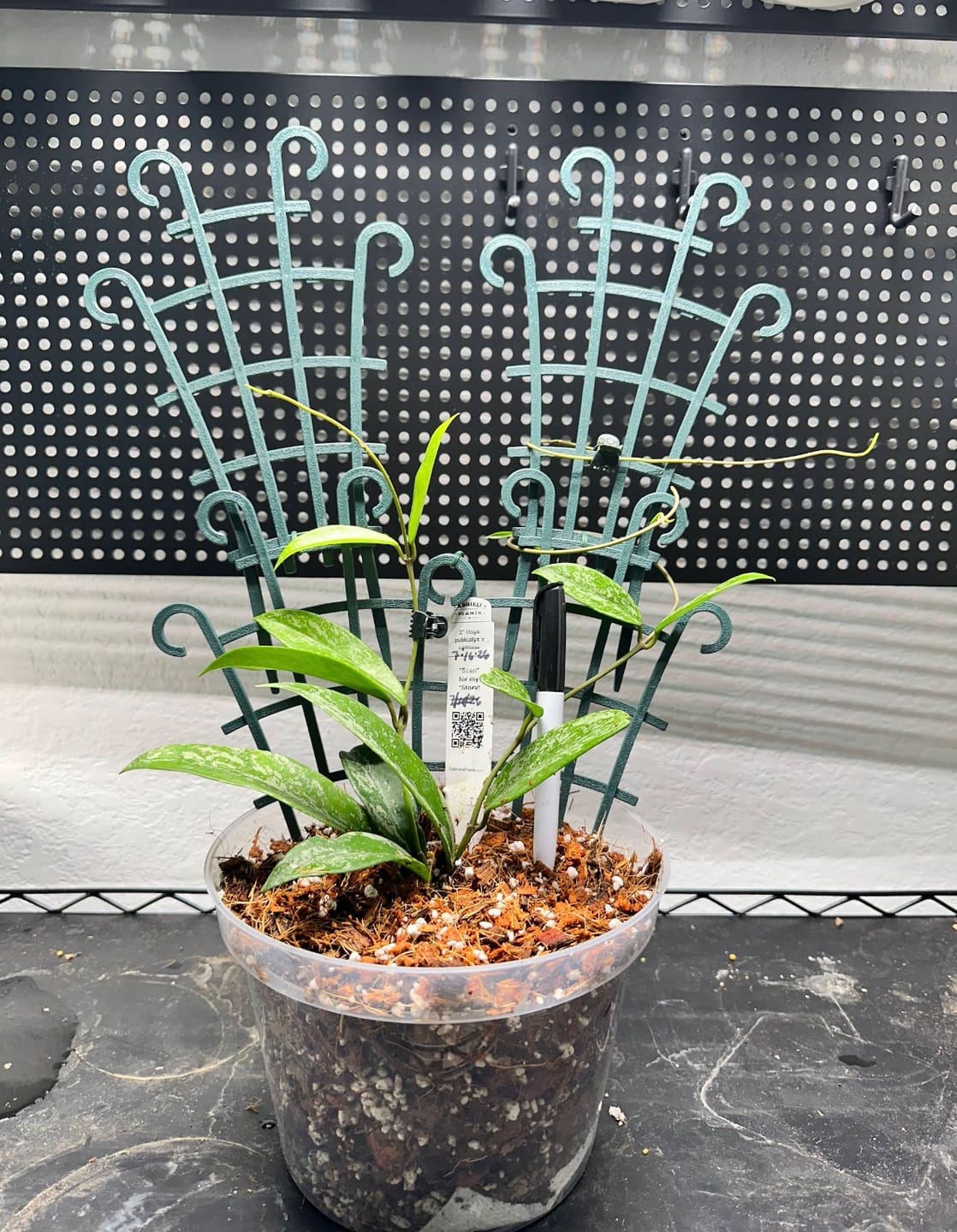 Customer photo review of Hoya pubicalyx x carnosa