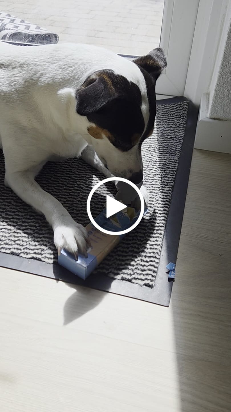 Customer video review of Treateaters Himalayan Cheese Tyggeben 34 g