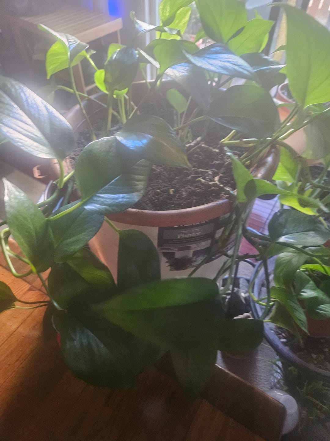 Customer photo review of Elm Power Bundle
