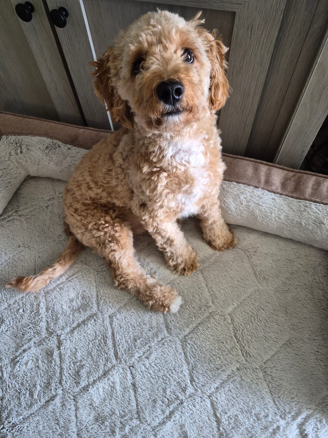 Customer photo review of Carrying Case for furMe Grooming Vacuum