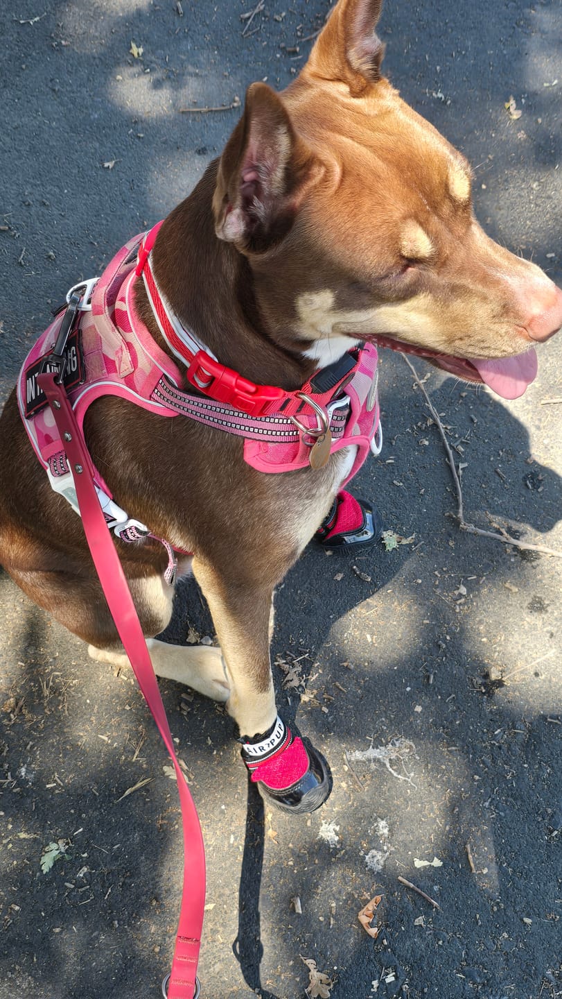 Customer photo review of AIR PUP DOG SHOES - SET OF 4