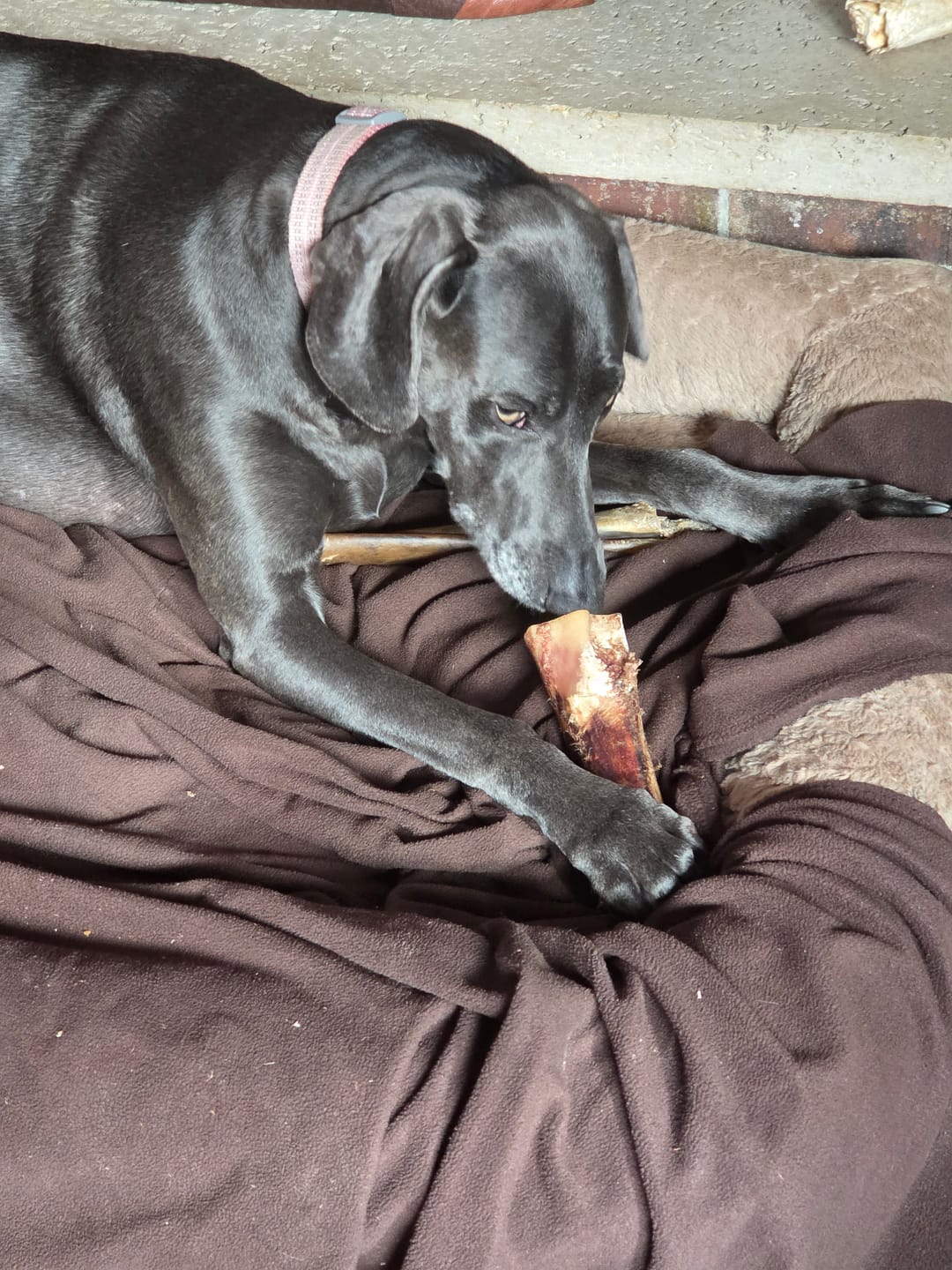 Customer photo review of Wholly Pup Gift Card