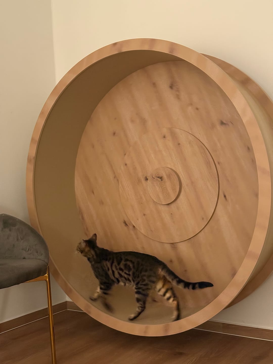 Customer photo review of Sofort verfügbare Katzenlaufräder von ELMATO