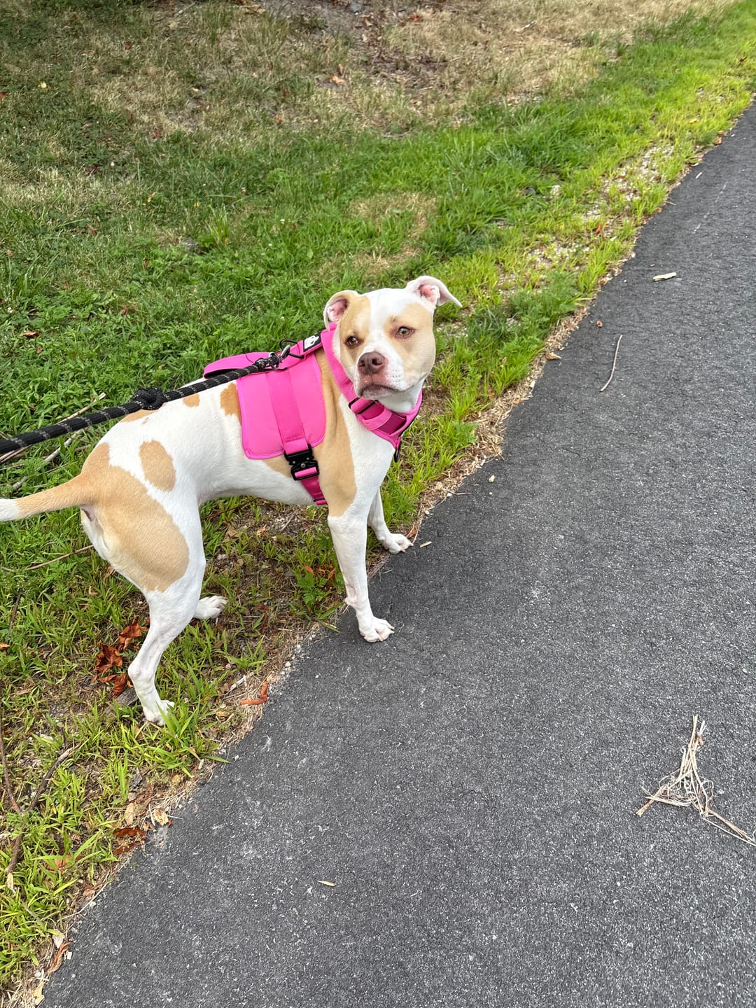 Customer photo review of No Pull Bully Proof Harness