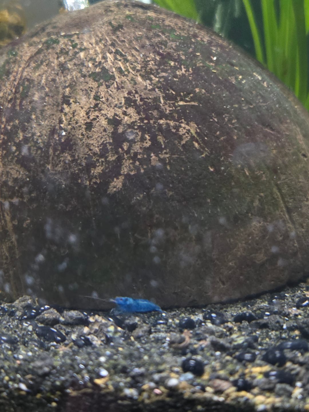 Customer photo review of Blue Dream Shrimp