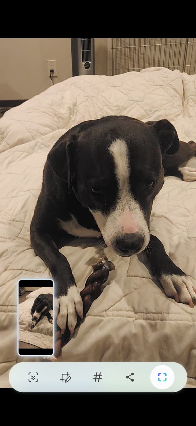 Customer photo review of Jumbo Bully Sticks