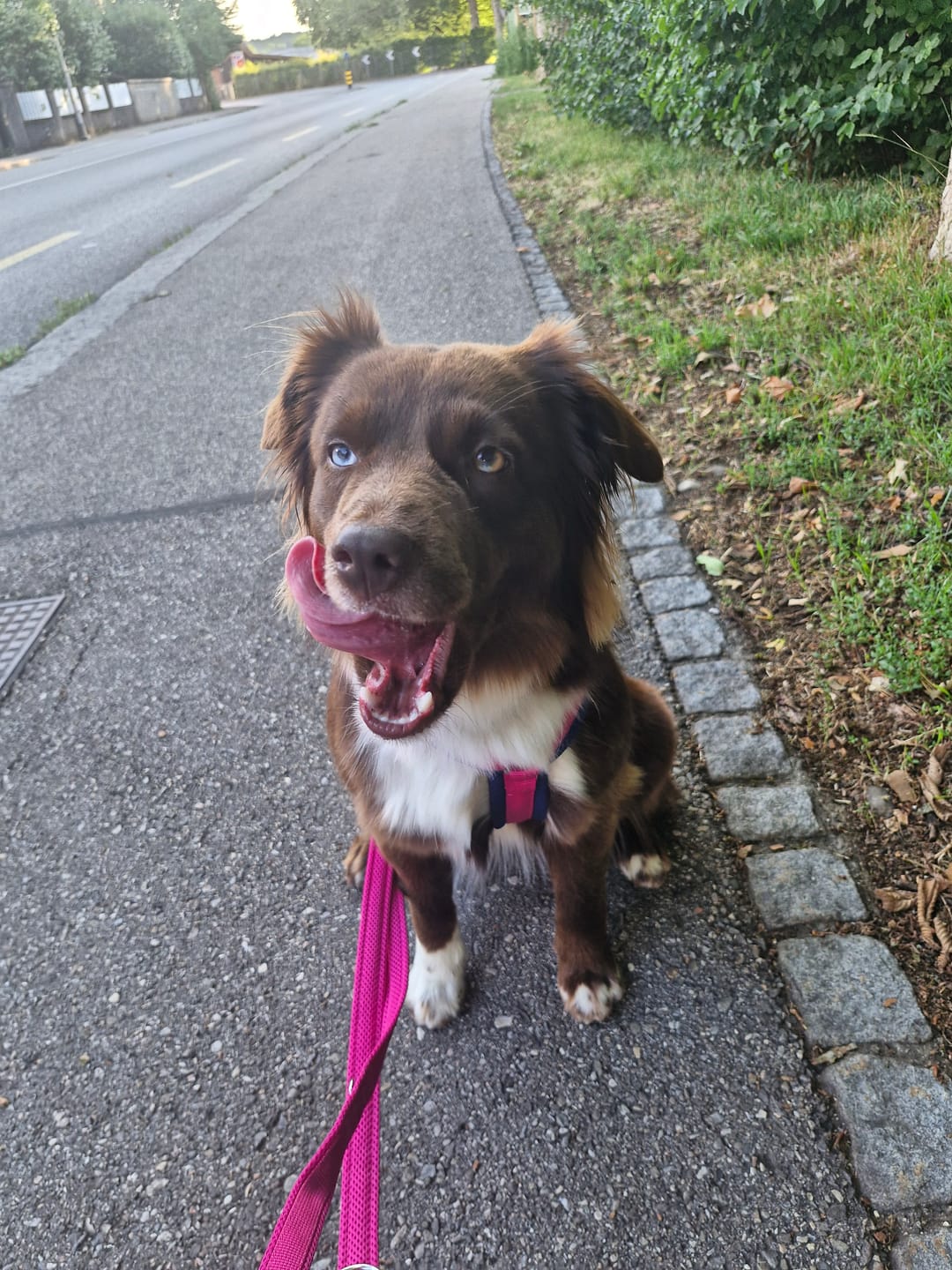 Customer photo review of Y-Comfort Hundegeschirr – Magnetverschluss, verstellbar (Easy-Entrance)