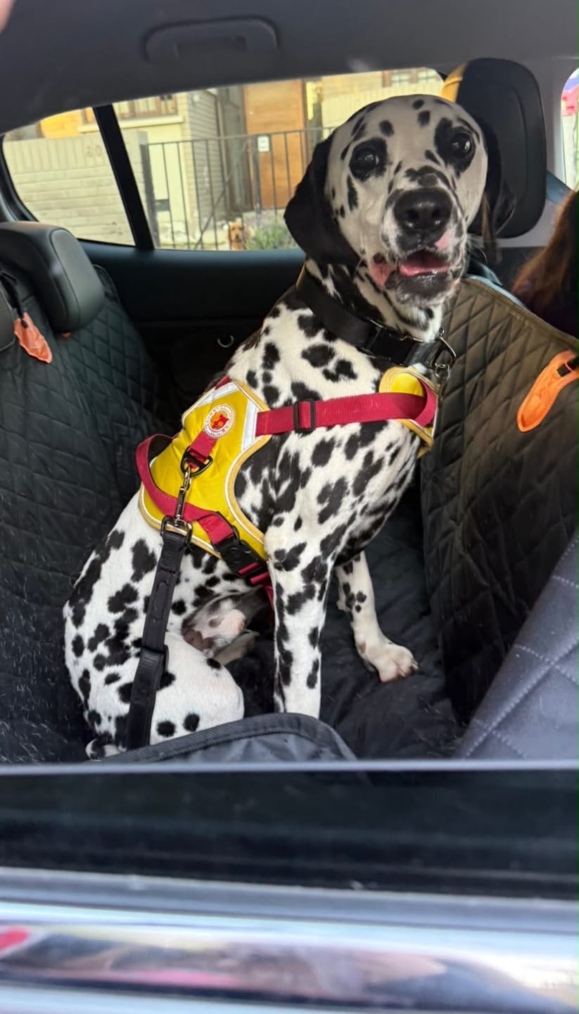 Customer photo review of Funda Impermeable para Asiento Trasero de Auto con Perros – THE DOGS