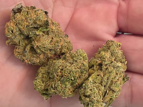 Customer's hand holding three dense, light green Biscotti THCA Flower buds with orange hairs.