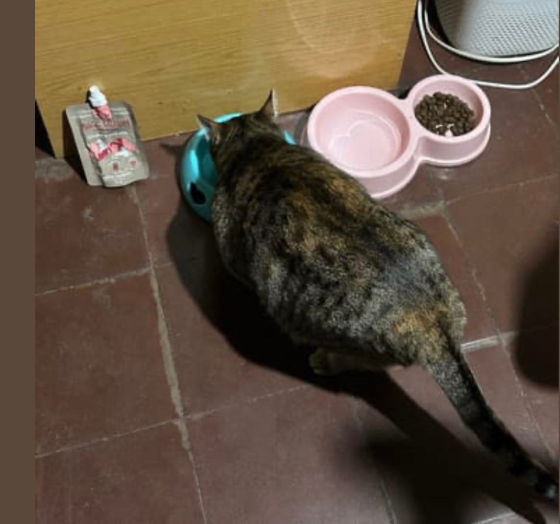 Customer photo review of Magic Salmon Gatos
