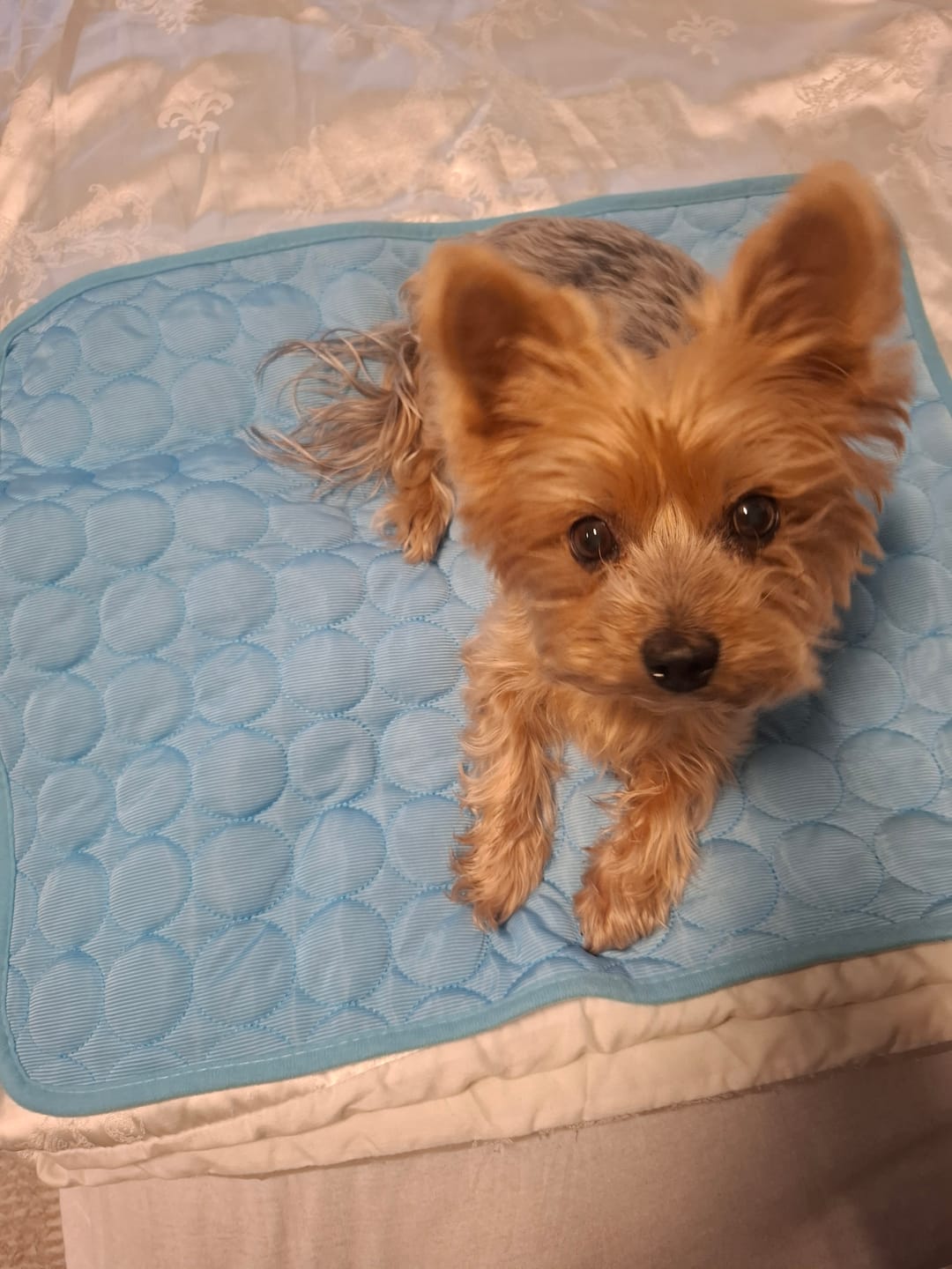 Customer photo review of Kühlmatte Hund ohne Gel