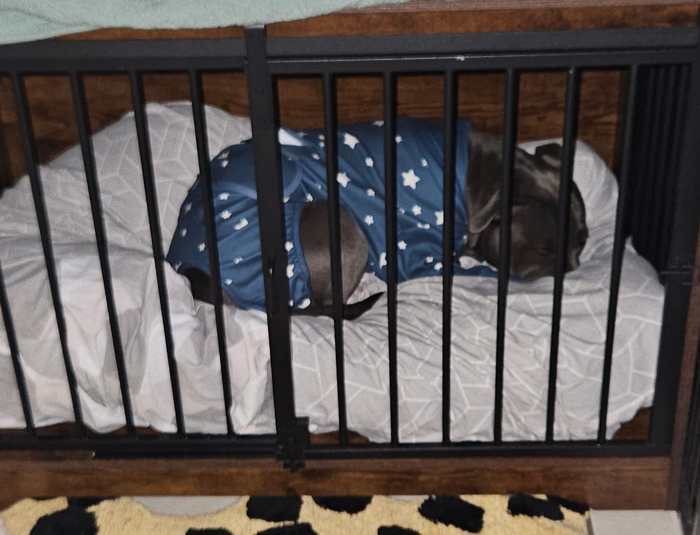 Customer photo review of Dog Surgical Suit