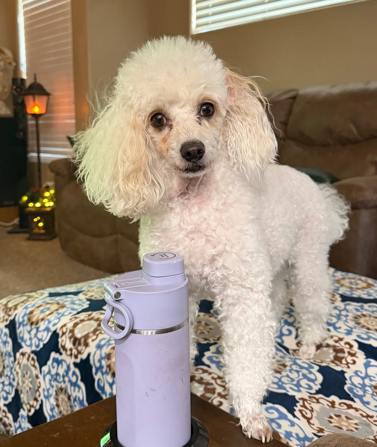 Customer photo review of Stick a Day Dogs | Chicken Flavor | Specially Formulated 7-in-1 Functions Daily Real Meat Snacks for Dogs | Healthy Tasty Treat & Pet Vitamins & Supplements Combination (Pack of 28 Sticks)