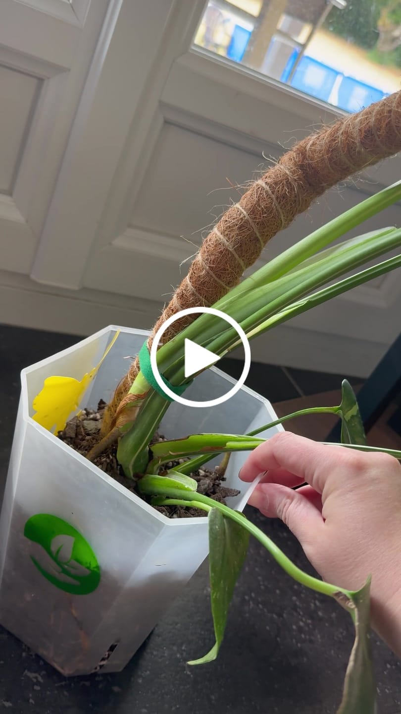 Customer video review of Square Clear Plant Pots