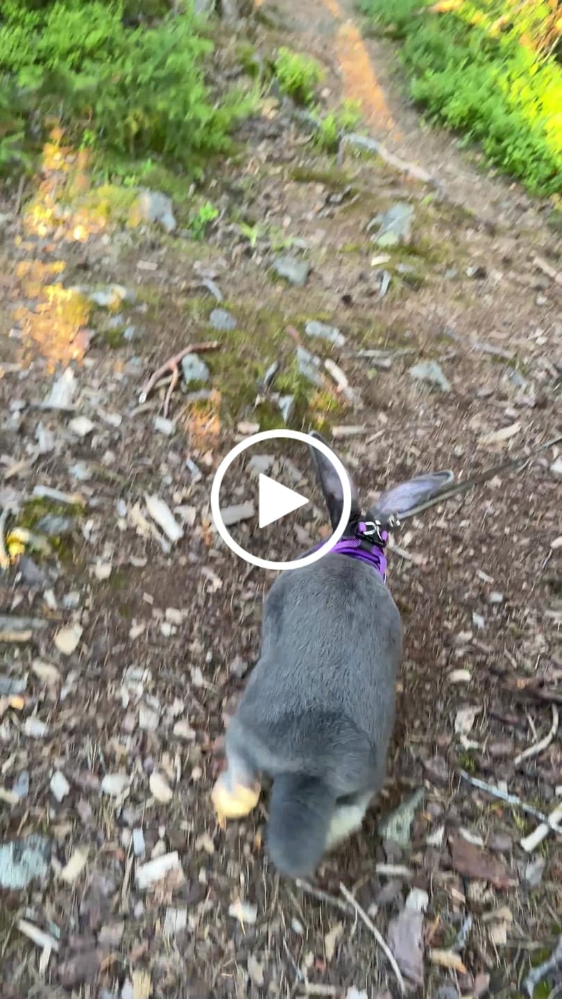 Customer video review of Step in Harness | XS-M Breeds - Purple