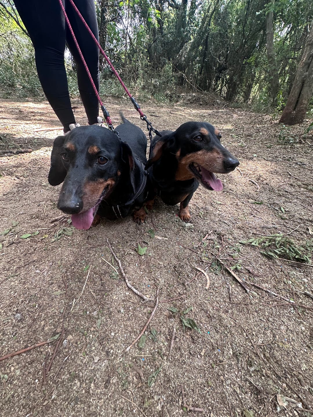 Customer photo review of Doggymin (Skin & Immunity Support For Dogs)