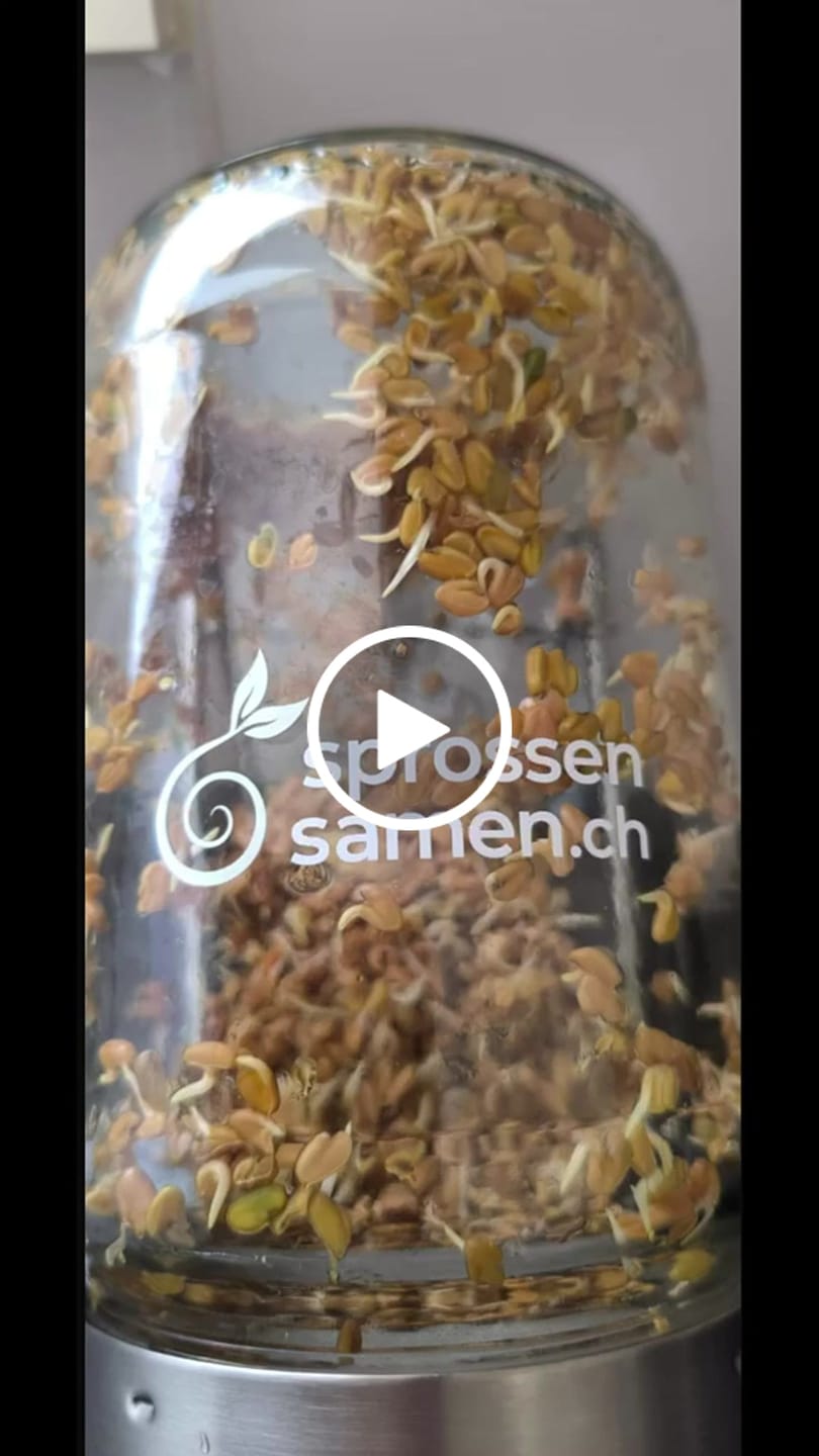 Customer video review of Alfalfa Sprossen / Luzerne Bio Samen 250g