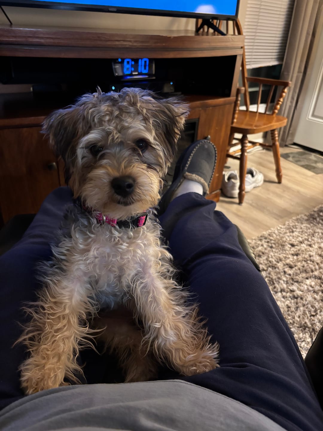 Customer photo review of 6 Inch Thick Braided Bully Stick