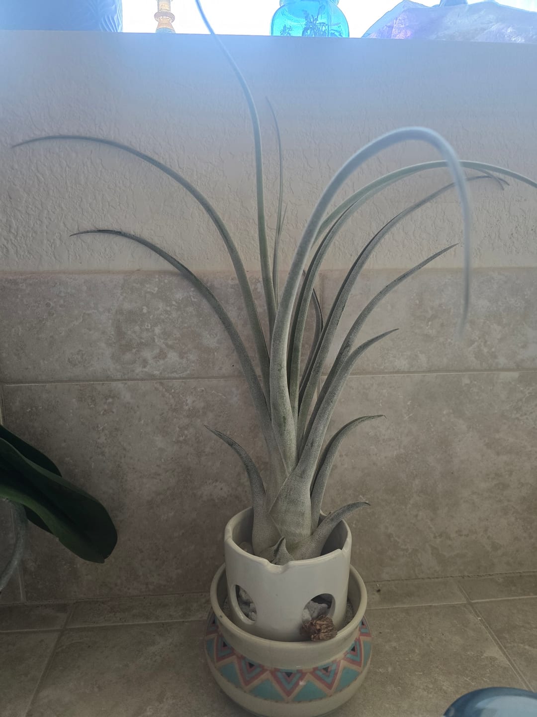 Customer photo review of 10 Pack Premium Air Plants Mix  *Cannot Be Shipped Internationally*
