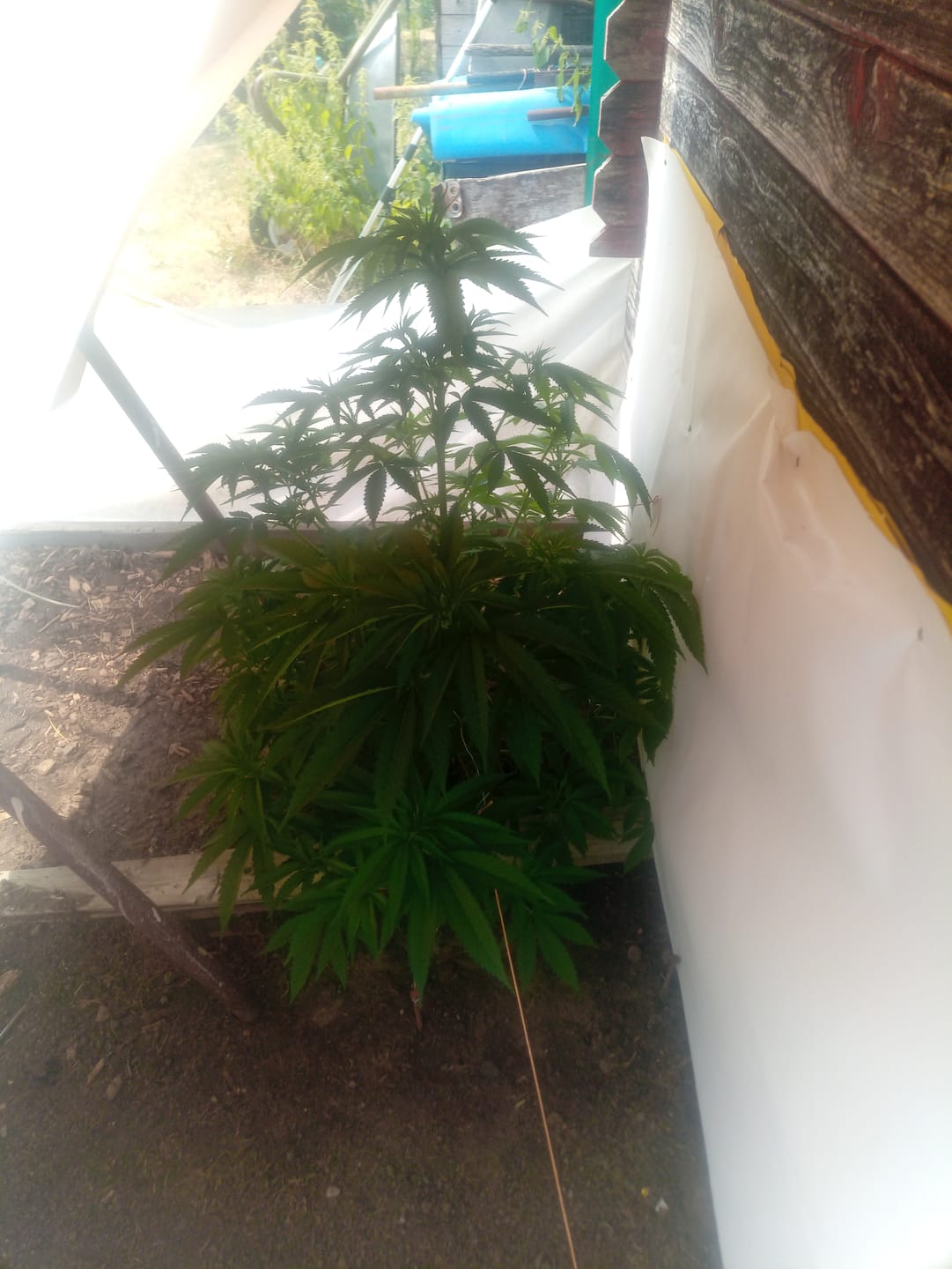 Customer photo review of Hesi Bio Grow