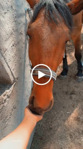 Customer photo review of SPRINKLE DONUT Leckerlie - Pony Bueno